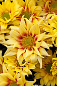 Chrysanthemum 'Asia-Cut Mums® Kyoto Fire'(s)