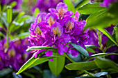 Rhododendron 'Marcel Menard' (s)