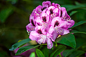 Rhododendron Marchioness of Landsdowne