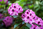 Rhododendron Marchioness of Landsdowne