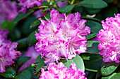 Rhododendron 'Quinte' ((s))