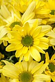 Chrysanthemum Asia-Cut Mums® Colombo Yellow