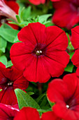 Petunia 'Belem Compact Red'(s)