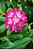 Rhododendron 'Louis Pasteur' ((s))