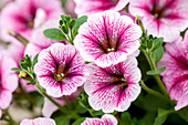 Petunia 'Recife Strawberry'(s)