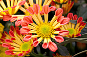 Chrysanthemum