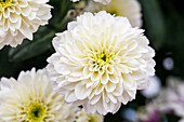 Chrysanthemum 'Asia-Cut Mums® Honshu White'(s)