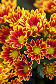 Chrysanthemum indicum 'Ipsili'(s)