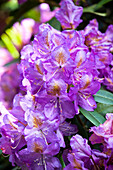 Rhododendron 'Lee's Dark Purple' ((s))