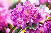 Rhododendron hybride (großblumig)