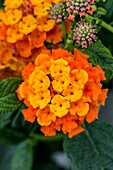 Lantana camara 'Tropic Lantana® Grenadine'(s)