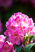 Rhododendron Diana