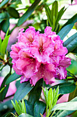 Rhododendron 'Direktör. E. Hjelm'