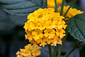 Lantana camara 'Tropic Lantana® Starfruit'(s)