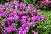 Rhododendron