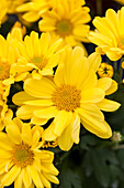 Chrysanthemum indicum 'Luzon Yellow'(s)