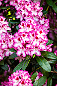 Rhododendron 'Hachmann's Charming' ((s))