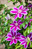 Clematis