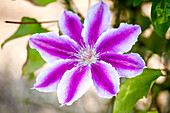 Clematis