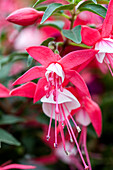 Fuchsia 'Jollies® Menton'(s)