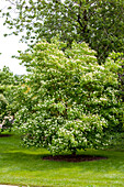 Cornus kousa chinensis 'China Girl'.