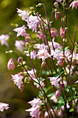 Aquilegia vulgaris