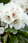 Rhododendron 'Schneebukett' (Snowdrop)