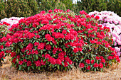 Rhododendron 'Torero'®