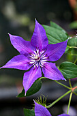 Clematis 'Tekla'™