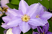 Clematis 'Cézanne' ™