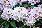 Rhododendron 'Bruno Leipacher'