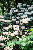 Rhododendron 'Mambo'