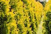 Thuja occidentalis 'Golden Emerald'®