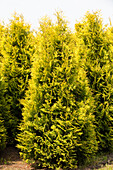 Thuja occidentalis 'Golden Emerald'®