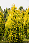 Thuja occidentalis 'Golden Emerald'®