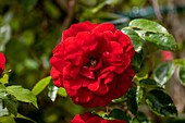 Rosa, rot