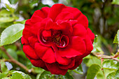 Rosa 'Amadeus'®