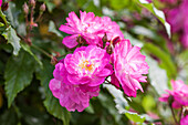 Rosa 'Kiftsgate'