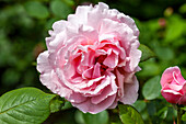 Rosa 'Bonica 82'®