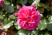 Rosa