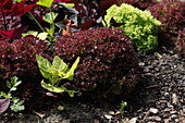 Vegetable garden