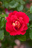 Rosa 'Bajazzo'®