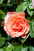 Rosa 'Bengali'®
