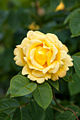 Rosa 'Golden Gate'®