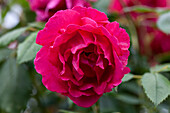 Rosa 'Paul's Scarlet Climber