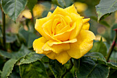 Rosa 'Friesia'®