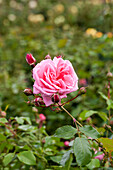 Rosa 'Coral Dawn'®