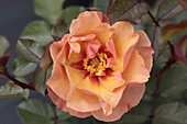 Rose 'Persian Sun
