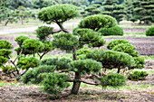 Pinus mugo