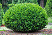 Taxus baccata, globe